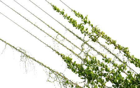 Vine on wire isolated on white background