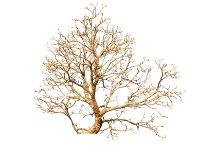 Tree isolated on white backgroundの写真素材