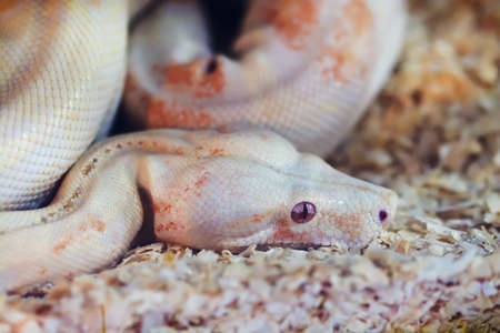 white Snakeの写真素材