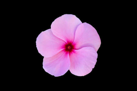 Beautiful Pink Floral isolated on black background, Clipping pathの写真素材