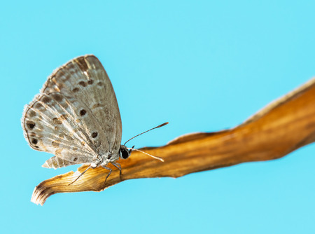Butterflies on blue sky backgroundの写真素材