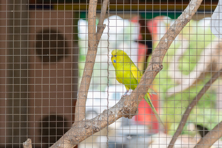 Parrot in cage