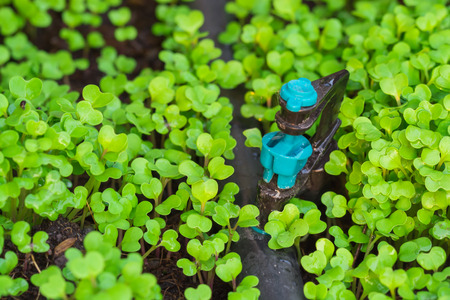 Young plant, Seeding , Seedling with springer watering young Chinese kale , Agriculture seed plantingの写真素材
