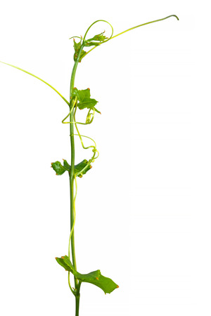 Vine Branch, Vine leaves on white backgroundの写真素材
