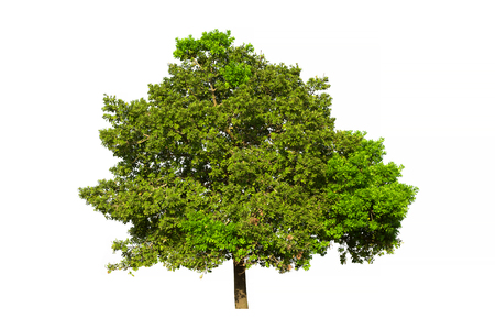 Tree isolated on white backgroundの写真素材