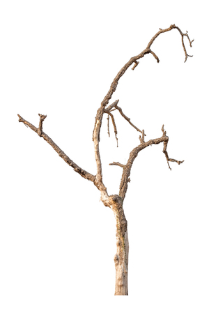 dry tree isolated on white backgroundの写真素材