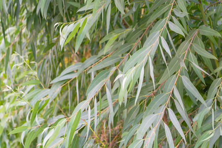 Eucalyptus leaves