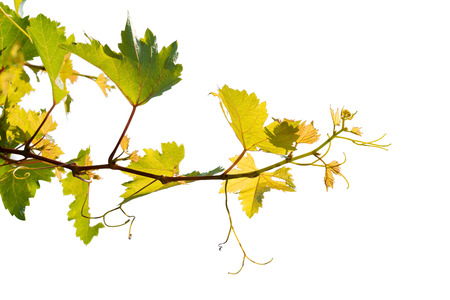 vine branch leaves isolated on white backgroundの写真素材