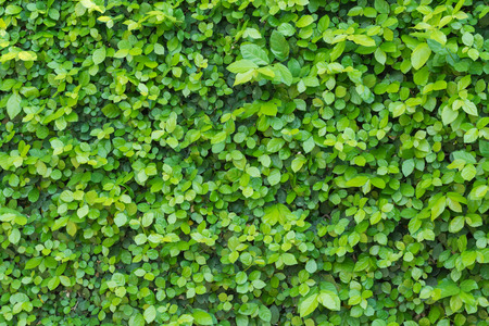 Tree Branch, Tree leaves on wall backgroundの写真素材