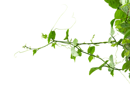 Vine Branch, Vine leaves on white backgroundの写真素材