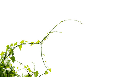 Vine Branch, Vine leaves on white backgroundの写真素材