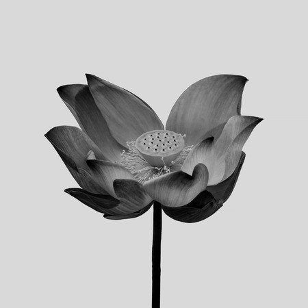 Black lotus isolated on gray backgroundの写真素材