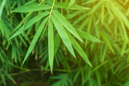 bamboo leaf backgroundの写真素材