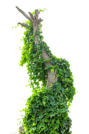 vine plants isolate on white backgroundの写真素材