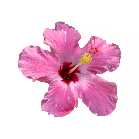 Hibiscus isolated on white background, Clipping pathの写真素材