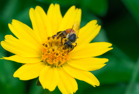 Bee on flowerの写真素材