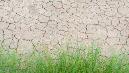 Grass in soil drought cracked textureの写真素材
