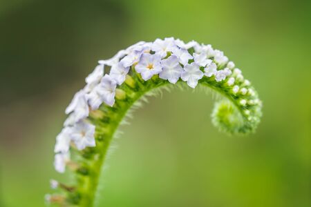 Flower grass blurred in outdoorの写真素材