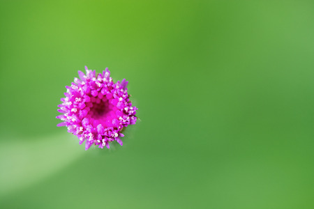 Flower grass blurred in outdoorの写真素材
