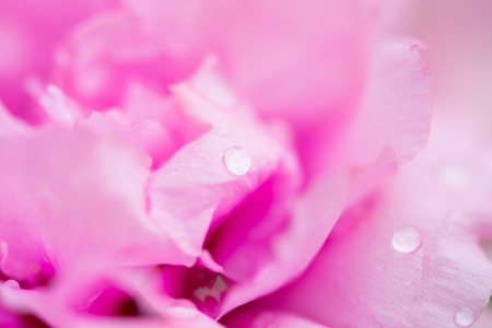 drop of water on petal roseの写真素材