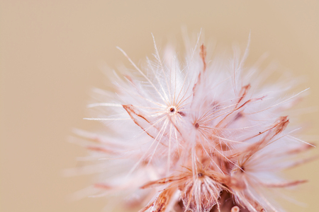 meadow flowers in soft warm light. Vintage autumn landscape blurry natural background.の写真素材