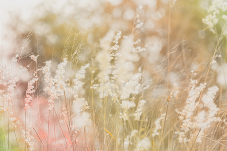 meadow flowers in soft warm light. Vintage autumn landscape blurry natural background.の写真素材