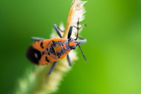 Orange Insect on flower