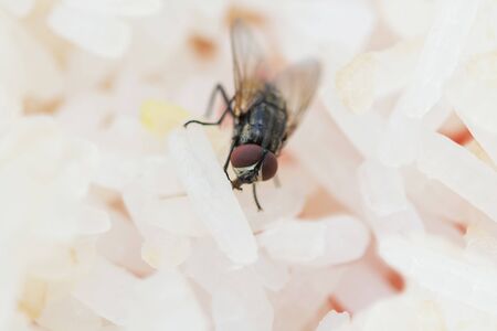 Flies on rice, Which flies with germsの写真素材
