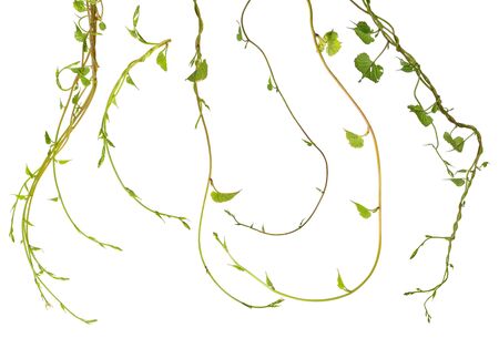 Nature Vine plant, Ivy leaves collection plant isolated on white background, clipping path included.