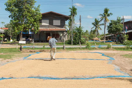 Paddy seed jasmine rice in outdoor. Thai farmer dry paddy jasmine rice on ground under strong sunlight .のeditorial素材