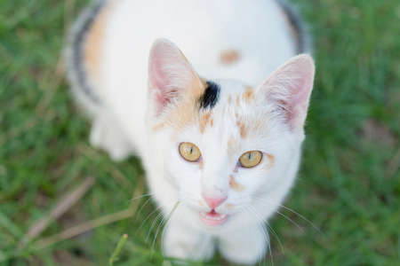 Cat looking upward to the cameraの写真素材