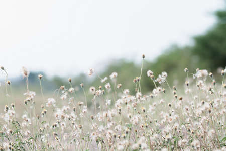 meadow flowers in soft warm light. Vintage autumn landscape blurry natural background.の写真素材