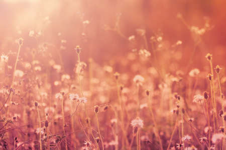 Meadow flowers, beautiful fresh morning in soft warm light. Vintage autumn landscape blurry natural background.の写真素材
