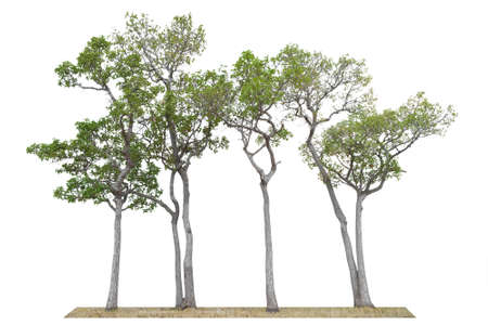 Tree Isolated on white background, Object element for design. Clipping path