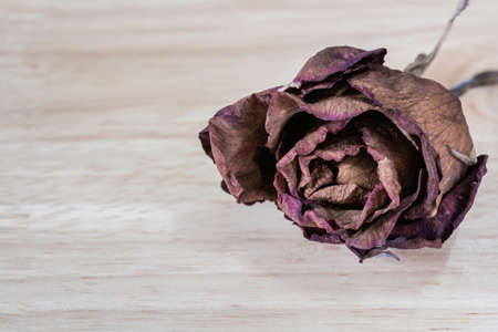 Dry roses on wooden