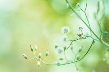 Meadow flowers, beautiful fresh morning in soft warm light. Vintage autumn landscape blurry natural...