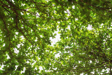 Greenery leaf background textureの写真素材