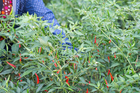 chili pepper gardenの写真素材
