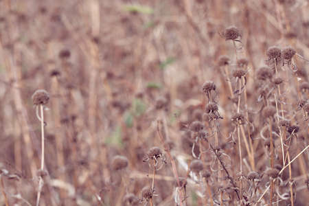 Meadow flowers, beautiful fresh in soft warm light. Vintage autumn landscape blurry natural...