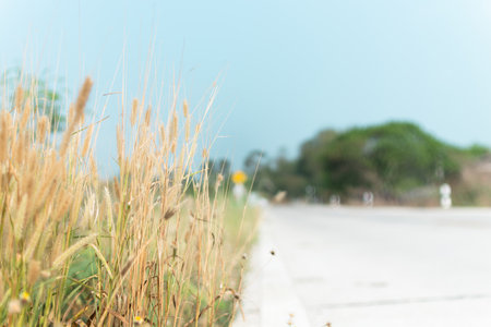 Meadow flowers, beautiful fresh morning in soft warm light. Vintage autumn landscape blurry natural background.の写真素材