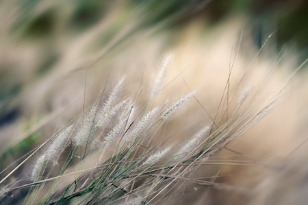 Meadow flowers, beautiful fresh in soft warm light. Vintage autumn landscape blurry natural...