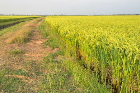 Rice fieldの写真素材