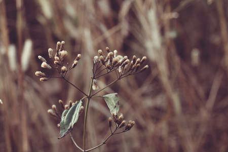 Meadow flowers, beautiful fresh in soft warm light. Vintage autumn landscape blurry natural background.の写真素材