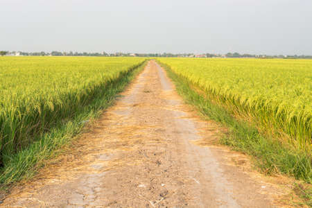 Rice fieldの写真素材