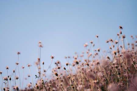 Meadow flowers, beautiful fresh in soft warm light. Vintage autumn landscape blurry natural background.の写真素材