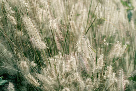 Meadow flowers, beautiful fresh in soft warm light. Vintage autumn landscape blurry natural background.の写真素材
