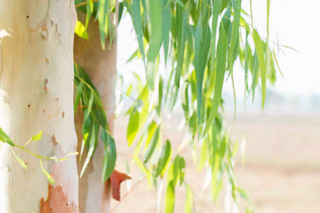 Eucalyptus leaves and trunk tree eucalyptus backgroundの写真素材