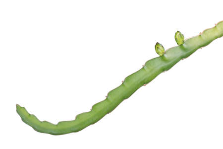 Dragon fruit tree plant isolated on white background