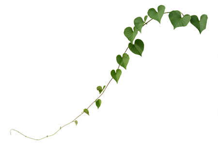 vine plants isolate on white background