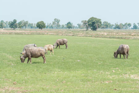 buffalo in nature, landscape outdoor